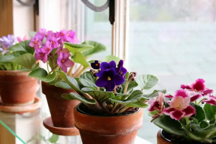 Best African Violet Planter Pots Images