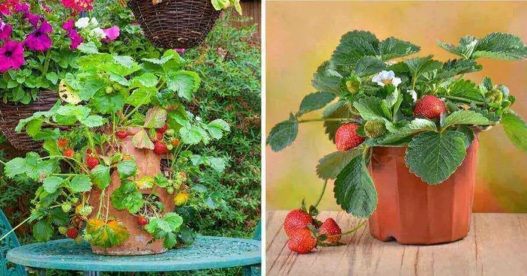Best Strawberry Planter Image