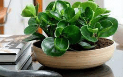 Best Plants for Shallow Pots Image