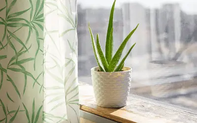 Best Pots for Aloe Plants Image