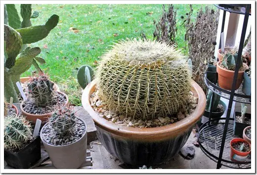 Pincushion Cactus in shallow pot