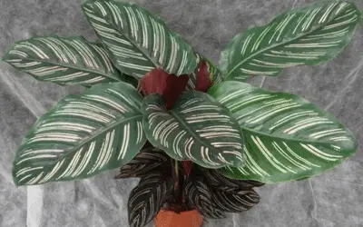 Pinstripe Plant in planter pot Image