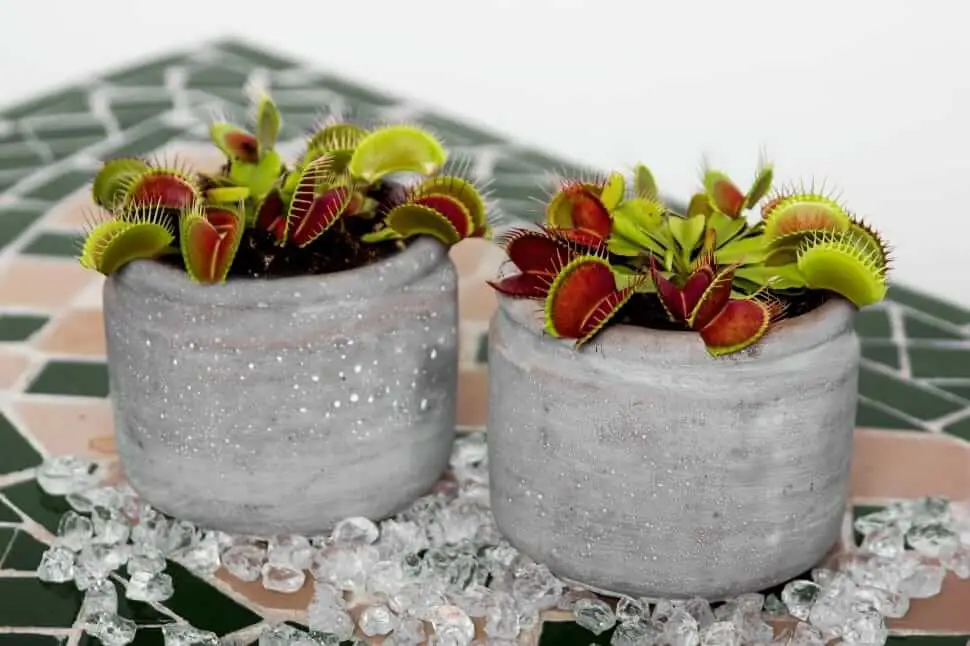 Best Containers for Venus Fly Trap Picture