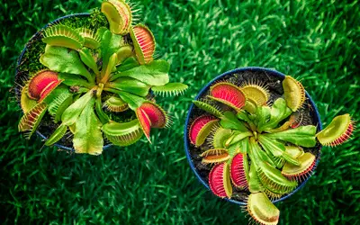 Best Containers for Venus Fly Trap Image