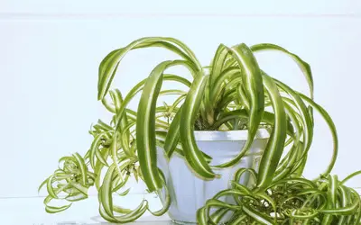 Best Pot for Spider Plant Image