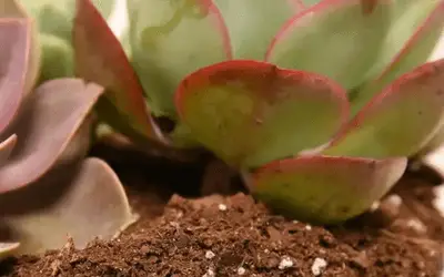 Can You Use Cactus Soil for Regular Plants Image