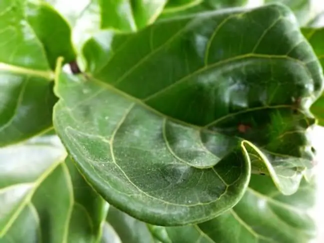 Fiddle Leaf Fig Leaf Curling Image