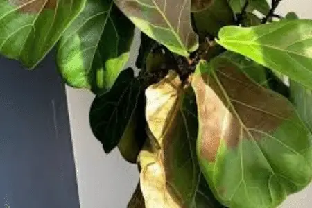 Fiddle Leaf Fig Sunburn  Picture