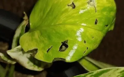 Image of Holes in Pothos Leaves