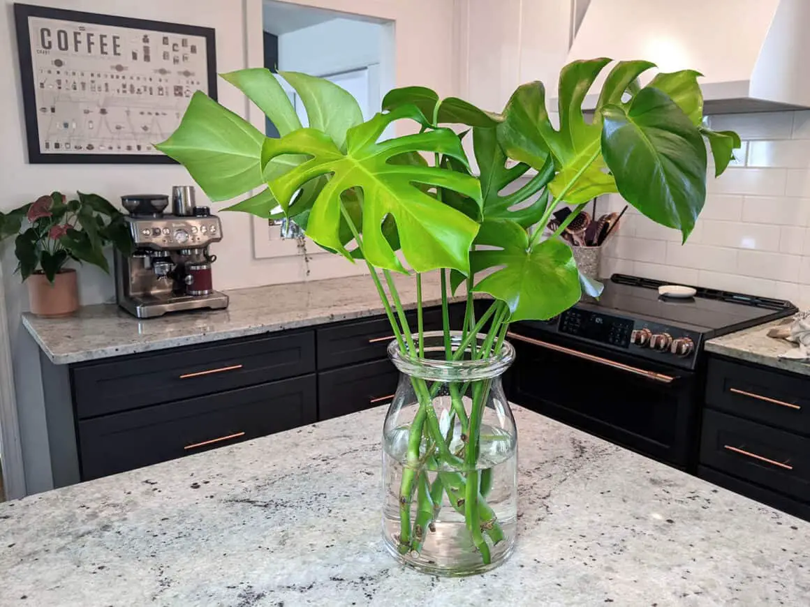Can Monstera grow in water Image