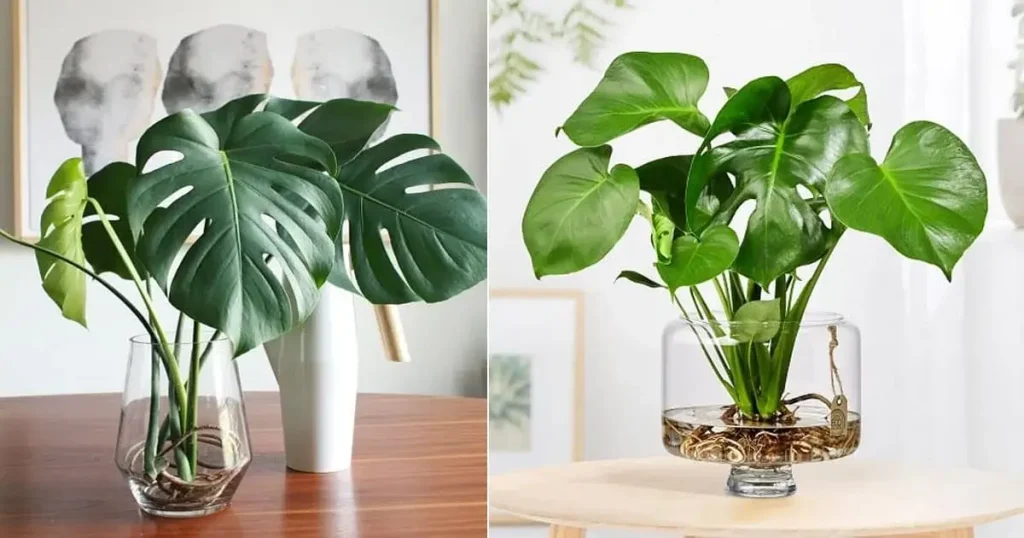 Can Monstera Grow in Water Image