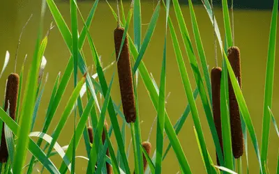 Graceful Cattail Image