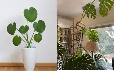 Young and old monstera plant images