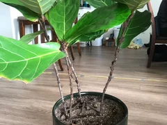 How to Separate a Fiddle Leaf Fig Multiple stems Image