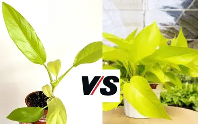 Lemon Lime Philodendron VS Neon Pothos Image
