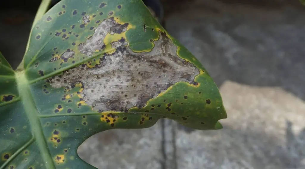 Image of pests or disease attack on monstera 
