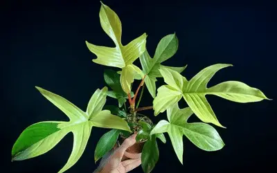 Philodendron Florida Ghost Plant Care Image