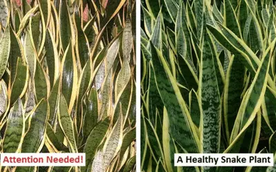 Signs of an Unhealthy Snake Plant Picture