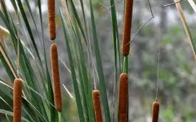 The Southern Cattail Image