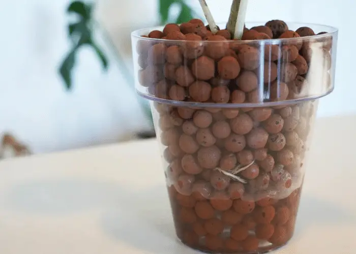  Use clay pebbles to propagate plants