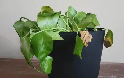 Why is My Pothos Droopy