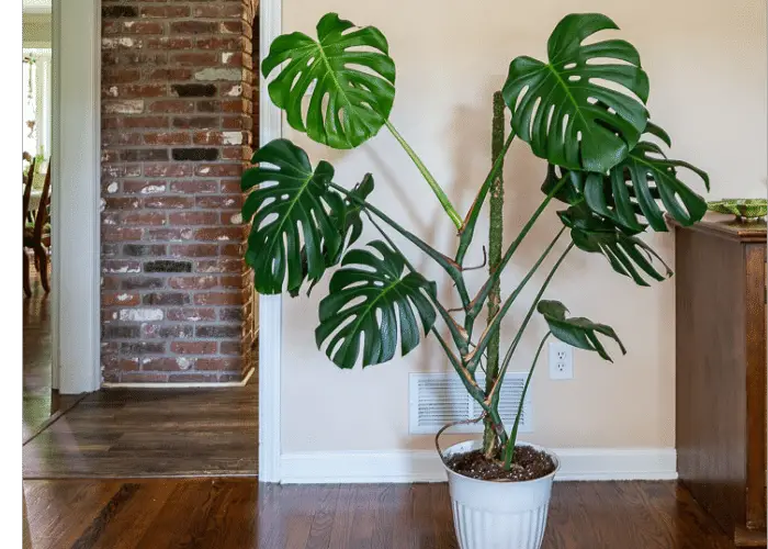 How to support a monstera plant