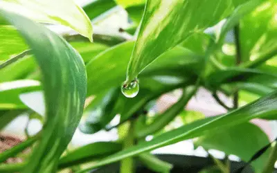 Why is My Pothos Dripping Water