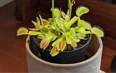 Venus flytraps image