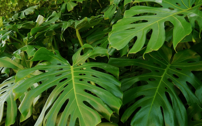 Split Leaf Philodendron Vs Monstera