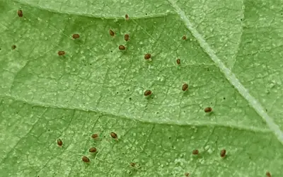 spider mites on monstera leaves image