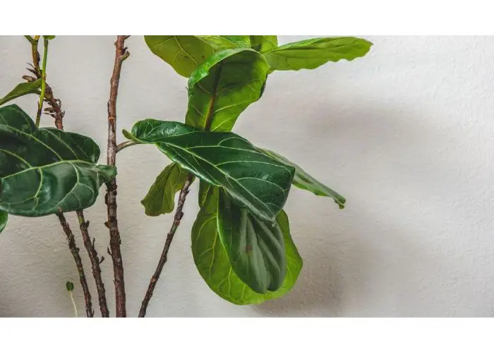 Image of Fiddle Leaf Fig Multiple Stems