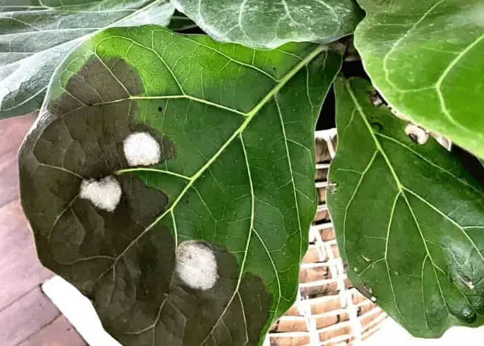 Causes of White Spots on Fiddle Leaf Figs