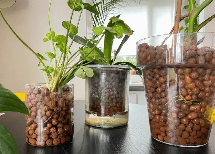 How To Use Clay Pebbles For Houseplants