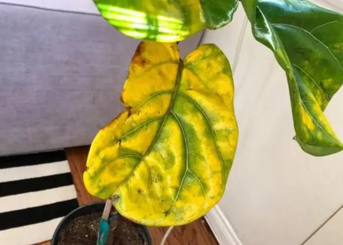 Why Are My Fiddle Leaf Fig Leaves Turning Yellow? 15 Common Causes