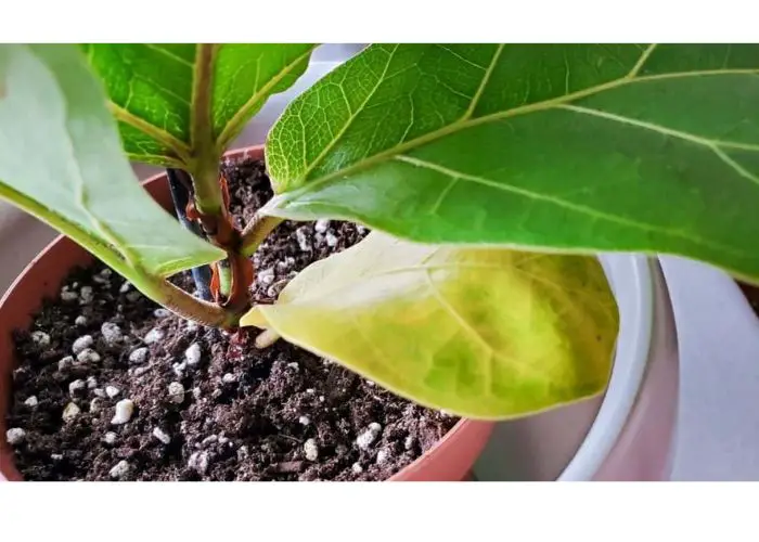 How to Fix Yellow Fiddle Leaf Fig Leaves