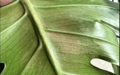 Image of What Thrips Damage Look Like on Monstera Image