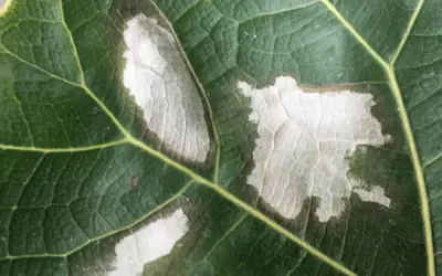 White Spots on Fiddle Leaf Fig Image