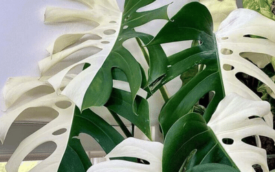 Albino monstera plant