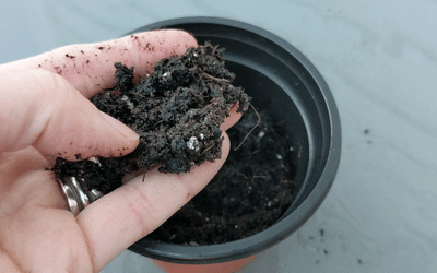 Does Potting Soil Go Bad Image