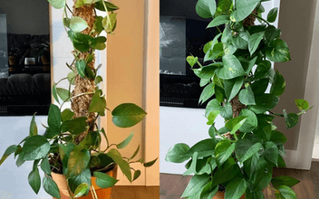pothos moss pole after 1 season outdoors  Pothos plant, Plants, Indoor  plant trellis