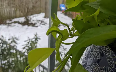 Pothos growing in winter