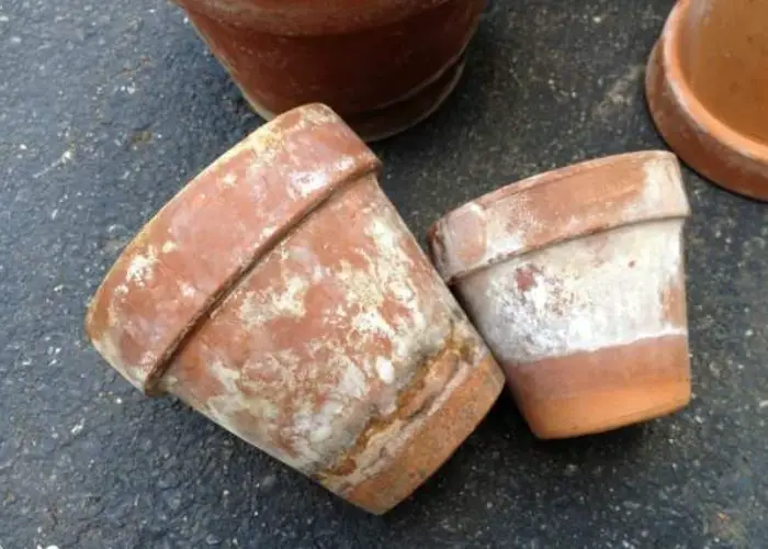 How to remove mold from terracotta pots
