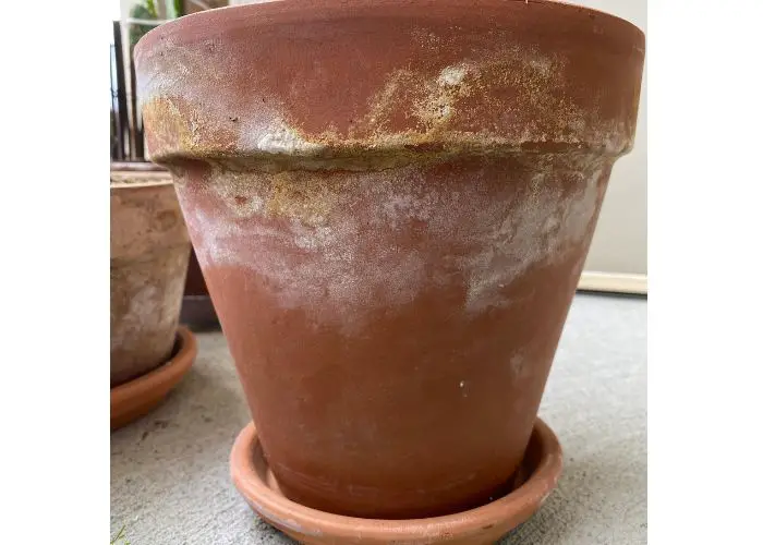 Why Does White Mold Grow on Terracotta Pots?