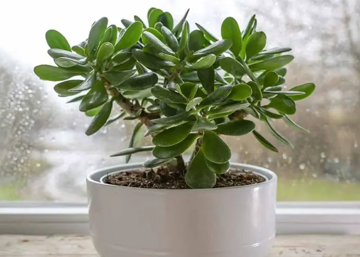Best Pots For Jade Plants