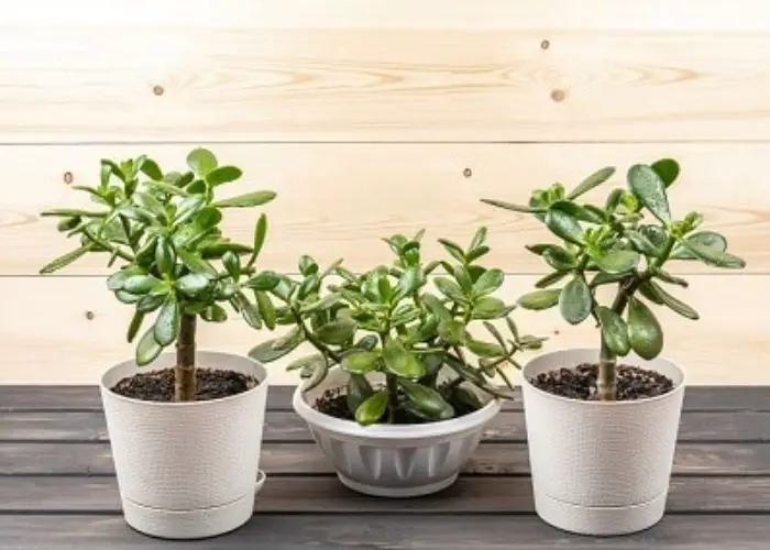 Factors to Consider When Choosing Jade Plant Pots