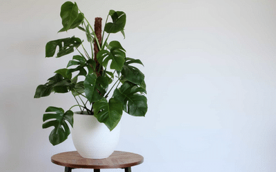 How to Stake a Monstera Deliciosa