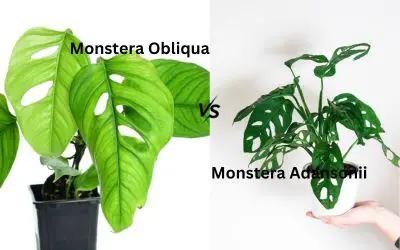 monstera obliqua vs adansonii