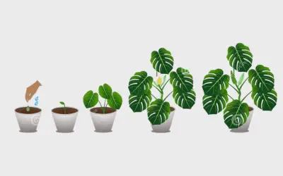 monstera growth stages image
