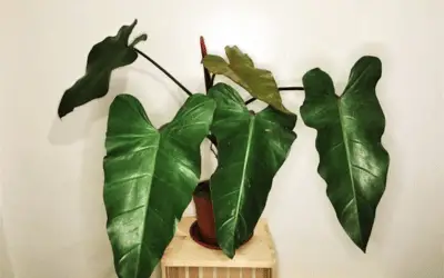 Philodendron Dark Lord Image