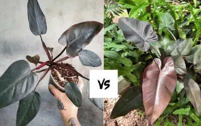 Philodendron Dark Lord Vs Majesty Image